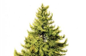 Πολλά δε θέλει ο άνθρωπος…