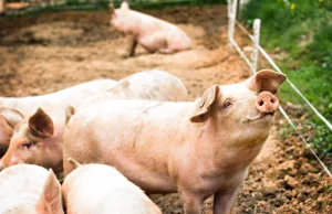 Οι χοιράνθρωποι…